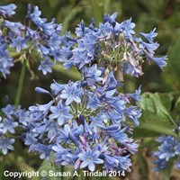 Agapanthus Sandringham Perennial Plant 2L Pot - Set of 3