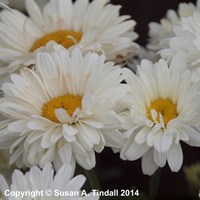 Leucanthemum Victorian Secret Perennial Plant 2L Pot - Set of 3