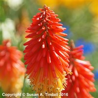 Kniphofia Papaya Popsicle Perennial Plant 2L - Set of 3