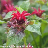 Monarda Fireball Perennial Plant 9cm - Set of 3