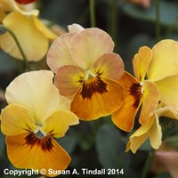 Pansy F1 Copperfield 6 Pack Boxed Bedding
