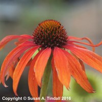 Echinacea Tomato Soup Perennial Plant 2L Pot - Set of 3