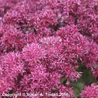 Sedum Mr Goodbud Perennial Plant in a 9cm Pot