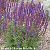 Salvia Syl Mainacht Perennial Plant 9cm Pot - Set of 3