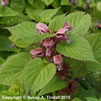 Lamium Orvala Perennial Plant 2L Pot - Set of 3