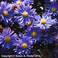 Aster Blue Lagoon Perennial Plant 9cm Pot - Set of 3