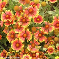 Gaillardia X Grandiflora Kobold Perennial Plant in a 9cm Pot