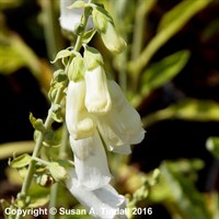 Digitalis Purpurea Snow Thimble Perennial Plant in a 9cm Pot