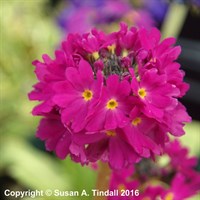Primula Denticulata Ruby Perennial Plant in a 9cm Pot