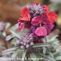 Erysimum Red Jep Perennial Plant 9cm Pot - Set of 3
