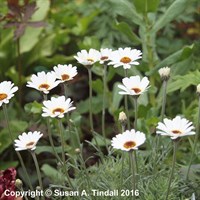 Rhodanthemum Casablanca Perennial Plant 9cm Pot - Set of 3