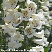 Digitalis Dalmatian Cream Perennial Plant 2L Pot - Set of 3