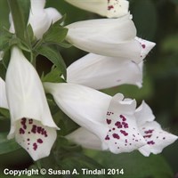 Digitalis Dalmation White Perennial Plant 2L - Set of 3