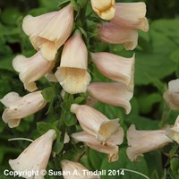 Digitalis Dalmatian Peach Perennial Plant 9cm Pot - Set of 3