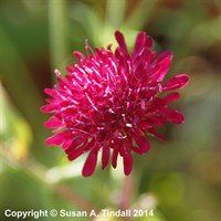 Knautia Macedonica Red Knight Perennial Plant 2L Pot - Set of 3