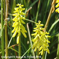 Kniphofia Lemon Popsicle Perennial Plant 2L Pot - Set of 3