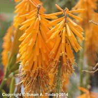 Kniphofia Mango Popsicle Perennial Plant 2L Pot - Set of 3