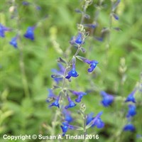 Salvia Violin Music Perennial Plant 2L - Set of 3