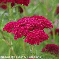Achillea Tutti Frutti Pomegranate Perennial Plant 2L - Set of 3