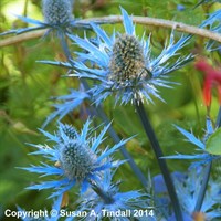 Eryngium Zabelii Big Blue Perennial Plant 2L Pot - Set of 3