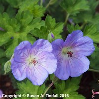 Geranium Wal Azure Rush Perennial Plant in a 9cm Pot