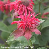 Monarda Pink Supreme Perennial Plant 2L Pot - Set of 3