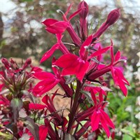Lobelia Sparkling Ruby Perennial Plant 2L - Set of 3