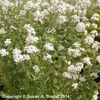 Hesperis Matronalis Violet Perennial Plant 9cm Pot - Set of 3