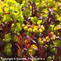 Euphorbia Amy Purpurea Perennial Plant 9cm Pot - Set of 3
