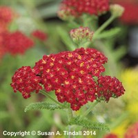 Achillea Desert Eve Red Perennial Plant 2L - Set of 3