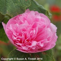 Alcea Chaters Double Rose Perennial Plant 9cm Pot - Set of 3