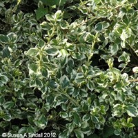 Euonymus Fort. Emerald Gaiety - 2L Pot