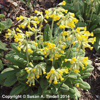 Primula Veris Perennial Plant 9cm Pot - Set of 3