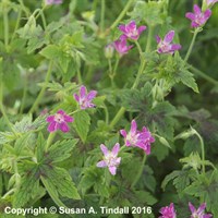 Geranium Psilostemon Catherine Deneuve Perennial Plant in a 9cm Pot