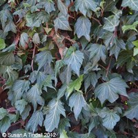 Hedera helix Green Ripple in a 3L Deep Pot Climber Plant