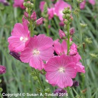 Sidalcea Party Girl Perennial Plant 9cm Pot - Set of 3