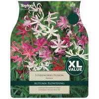 Taylors Bulbs Nerine Fireworks Fusion (5 Pack) (XL576)