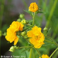 Geum Lady Stratheden Perennial Plant 9cm Pot - Set of 3