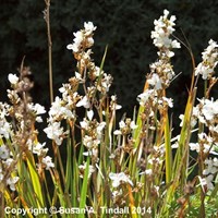 Libertia Grandiflora Perennial Plant 9cm Pot - Set of 3