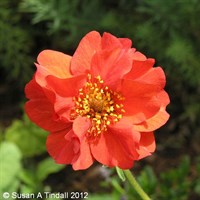 Geum Mrs Bradshaw Perennial Plant 9cm Pot - Set of 3