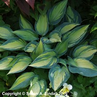 Hosta June Perennial Plant in a 9cm Pot