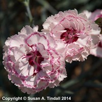 Dianthus Grans Favourite Perennial Plant 9cm Pot - Set of 3