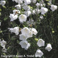 Campanula Persicifolia Alba Perennial Plant 9cm Pot - Set of 3