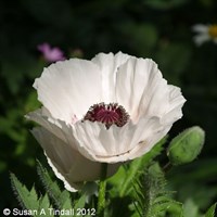 Papaver Orientale Perrys White Perennial Plant in a 9cm Pot