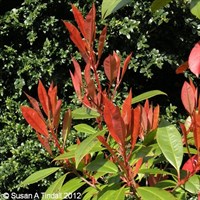 Photinia Fraseri Red Robin - 7.5L Pot