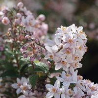 Deutzia hybrida 'Mont Rose' - 4L Pot