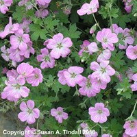 Geranium Mavis Simpson Perennial Plant in a 9cm Pot