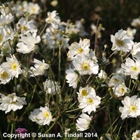 Anemone Hyb Whirlwind Perennial Plant 9cm Pot - Set of 3