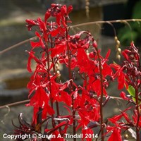Lobelia Queen Victoria Perennial Plant 9cm - Set of 3