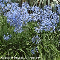 Agapanthus Castle Of Mey Perennial Plant in a 9cm Pot
